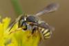 Anthidium oblongatum